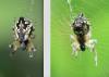 Cyclosa conica